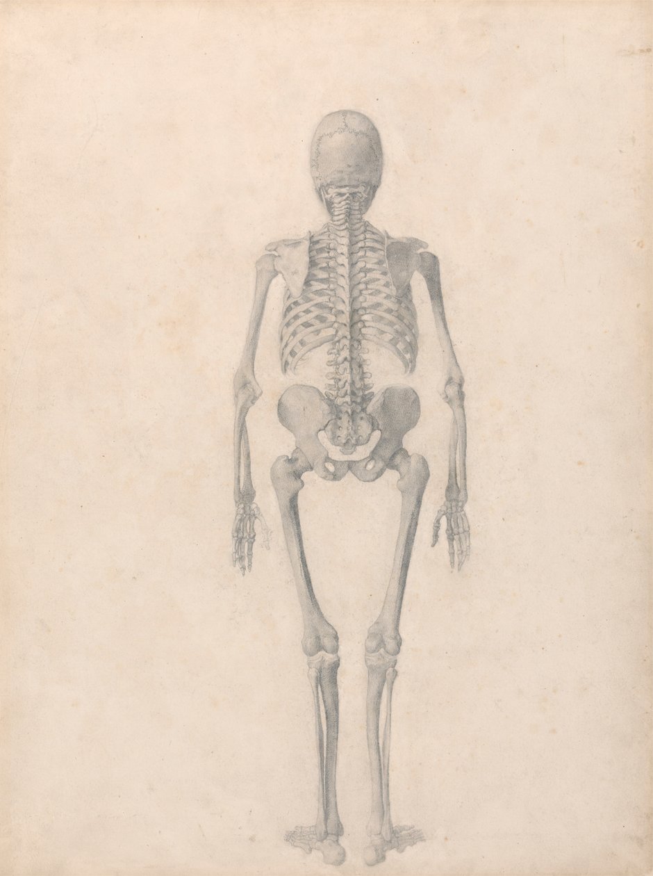 Emberi csontváz, hátulsó nézet (Befejezett vizsgálat a II. táblázathoz) alkotó: George Stubbs