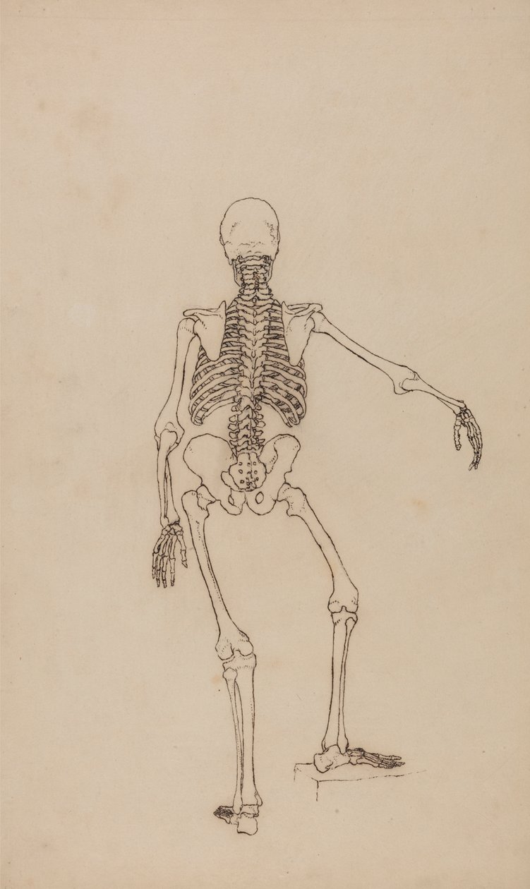 Emberi csontváz, hátsó nézet alkotó: George Stubbs