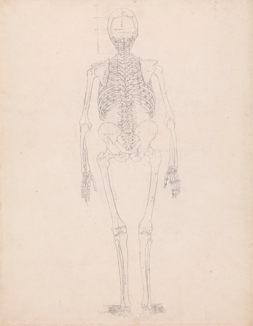 Emberi csontváz, hátsó nézet alkotó: George Stubbs