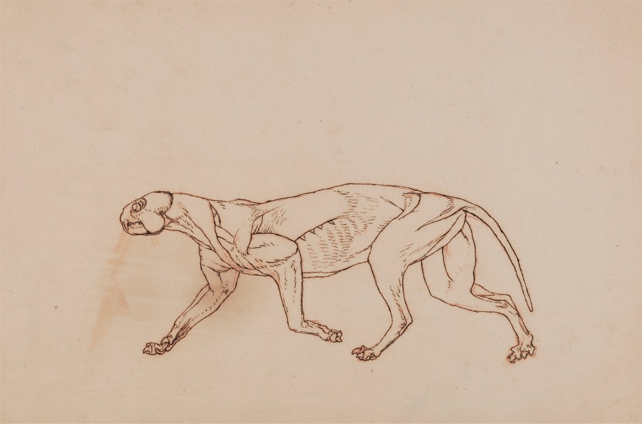 Leopárd test, oldalnézet (a disszekció későbbi szakaszában, a felületes kötőszövet és a fül eltávolítása) alkotó: George Stubbs
