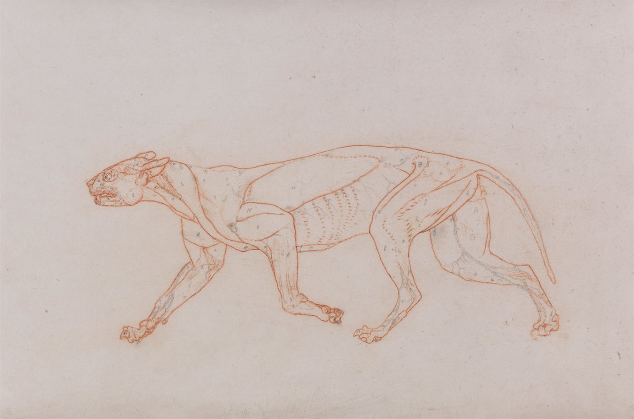 Leopárd test, oldalnézet alkotó: George Stubbs