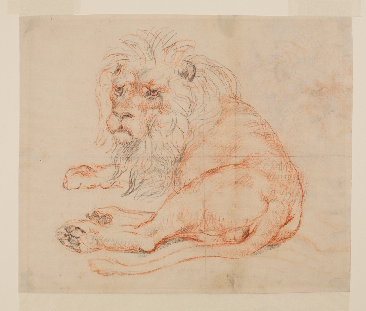 Oroszlán pihen, recto, 18. vagy 19. század alkotó: George Stubbs