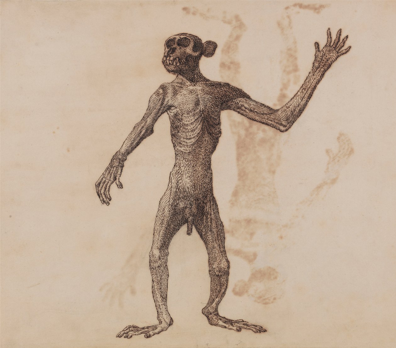 Álló majom, elölnézet alkotó: George Stubbs