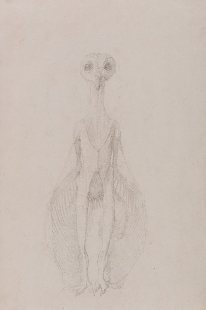 Álló bagoly, elölnézet alkotó: George Stubbs