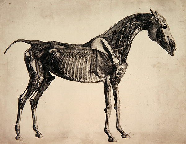 Lemez a "A ló anatómiájáról", 1766 körül (metszet) alkotó: George Stubbs