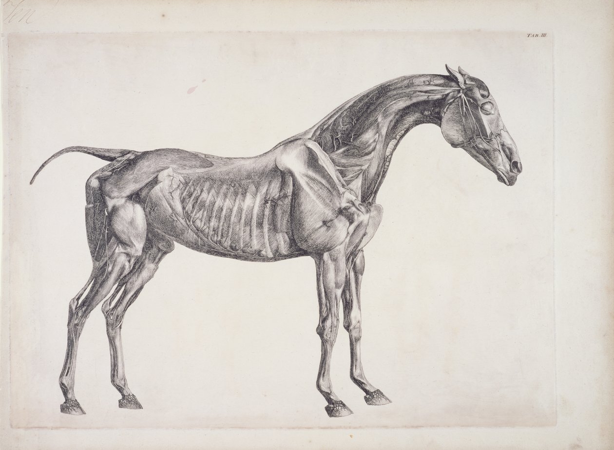 Tábla A ló anatómiájából, 1766 körül alkotó: George Stubbs
