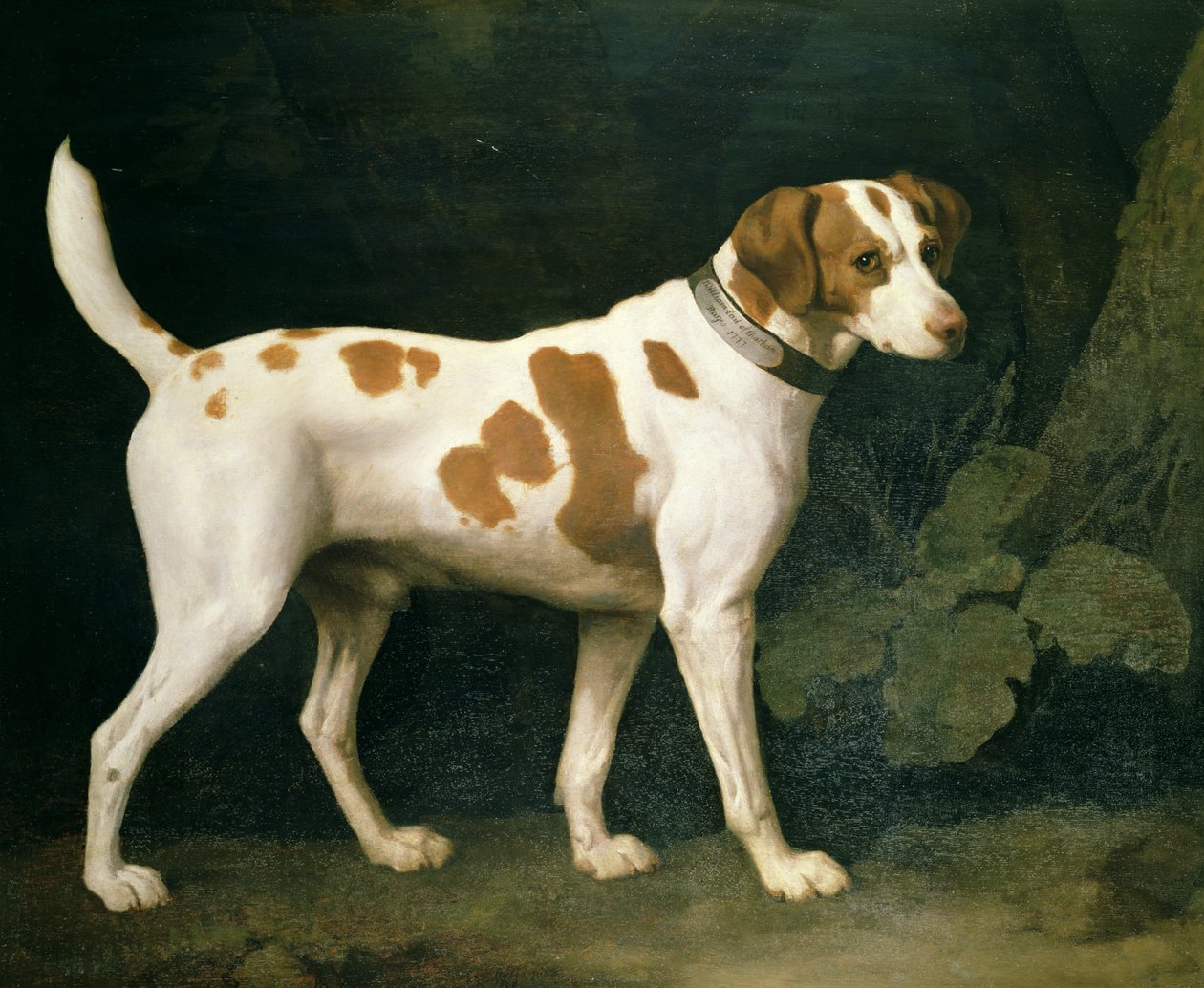 Egy William Pitthez tartozó kopó portréja alkotó: George Stubbs