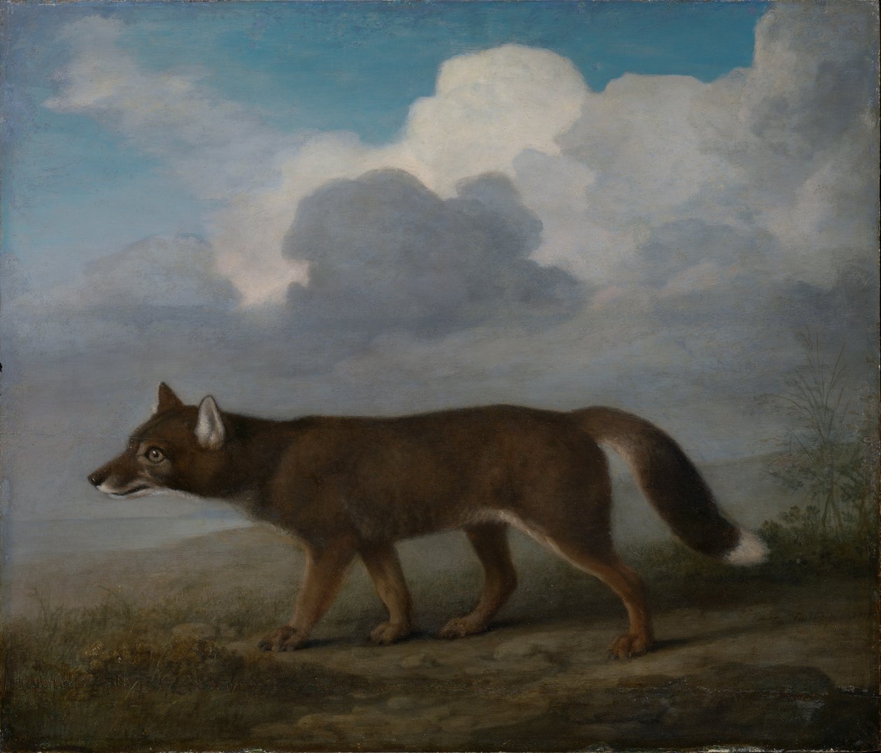 Egy nagytestű kutya (Dingo) portréja alkotó: George Stubbs