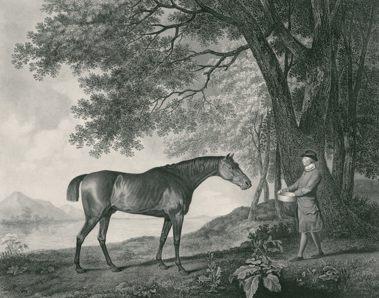 Sharke, vésette George Townley Stubbs (1756-1815) pub. 1794 (rézkarc) alkotó: George Stubbs