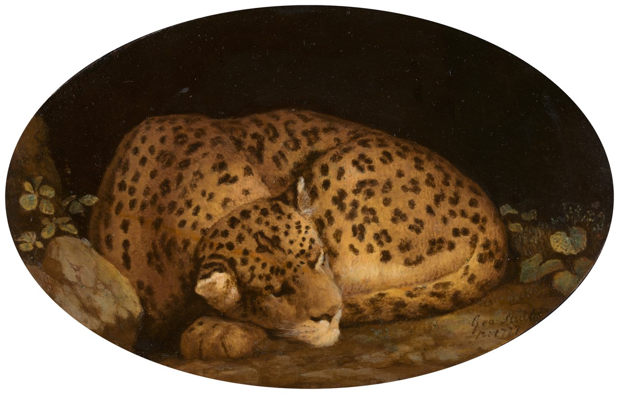 Sleeping Leopard, 1777.  alkotó: George Stubbs