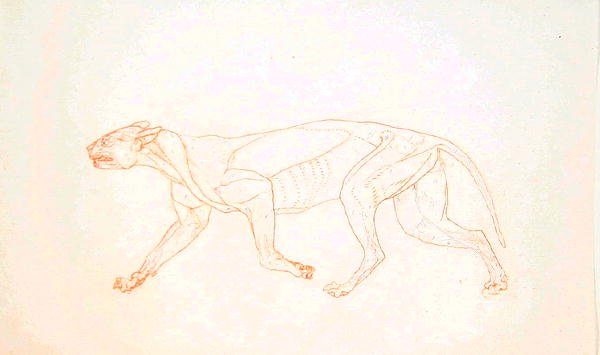 Tigris tanulmánya, oldalnézet, az emberi test szerkezetének összehasonlító anatómiai bemutatása a tigris és a közönséges szárnyas testével, 1795-1806 (vörös kréta grafit, vászonpapír). alkotó: George Stubbs