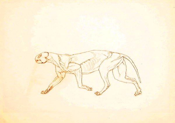 Egy tigris tanulmánya, oldalnézet, az emberi test szerkezetének összehasonlító anatómiai bemutatása a tigris és a közönséges szárnyas testével, 1795-1806 (toll és tinta vörös krétával, vékony vászonpapírra). alkotó: George Stubbs