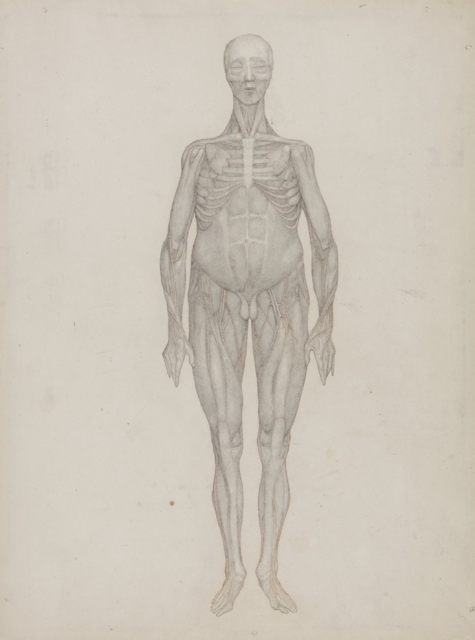 Emberi alak tanulmányozása, elölnézet, „Az emberi test szerkezetének összehasonlító anatómiai bemutatása egy tigris és egy közönséges szárnyas testével”, 1795-1806 (grafit patronpapíron) alkotó: George Stubbs