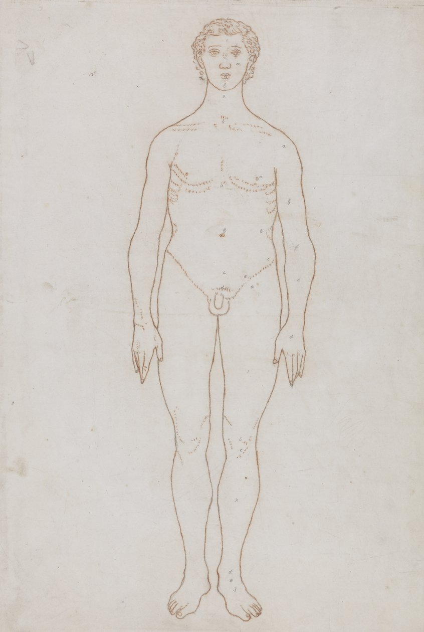 Emberi alak tanulmányozása, elölnézet, „Az emberi test szerkezetének összehasonlító anatómiai bemutatása egy tigris és egy közönséges szárnyas testével”, 1795-1806 (piros kréta papíron) alkotó: George Stubbs