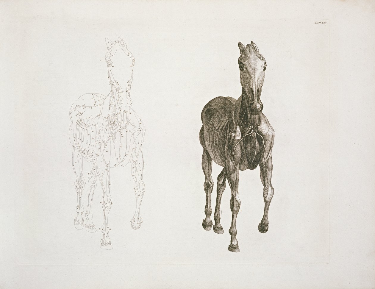 Tab. VIII, "A ló anatómiája..." 1766-ból alkotó: George Stubbs