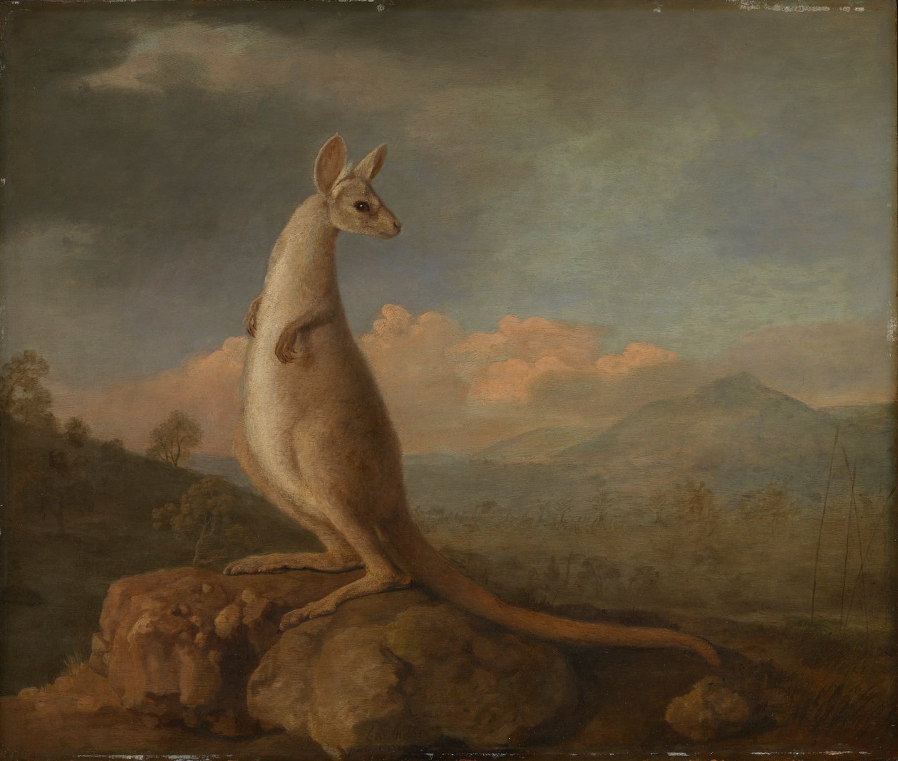 Az új-hollandiai Kongouro (kenguru) alkotó: George Stubbs