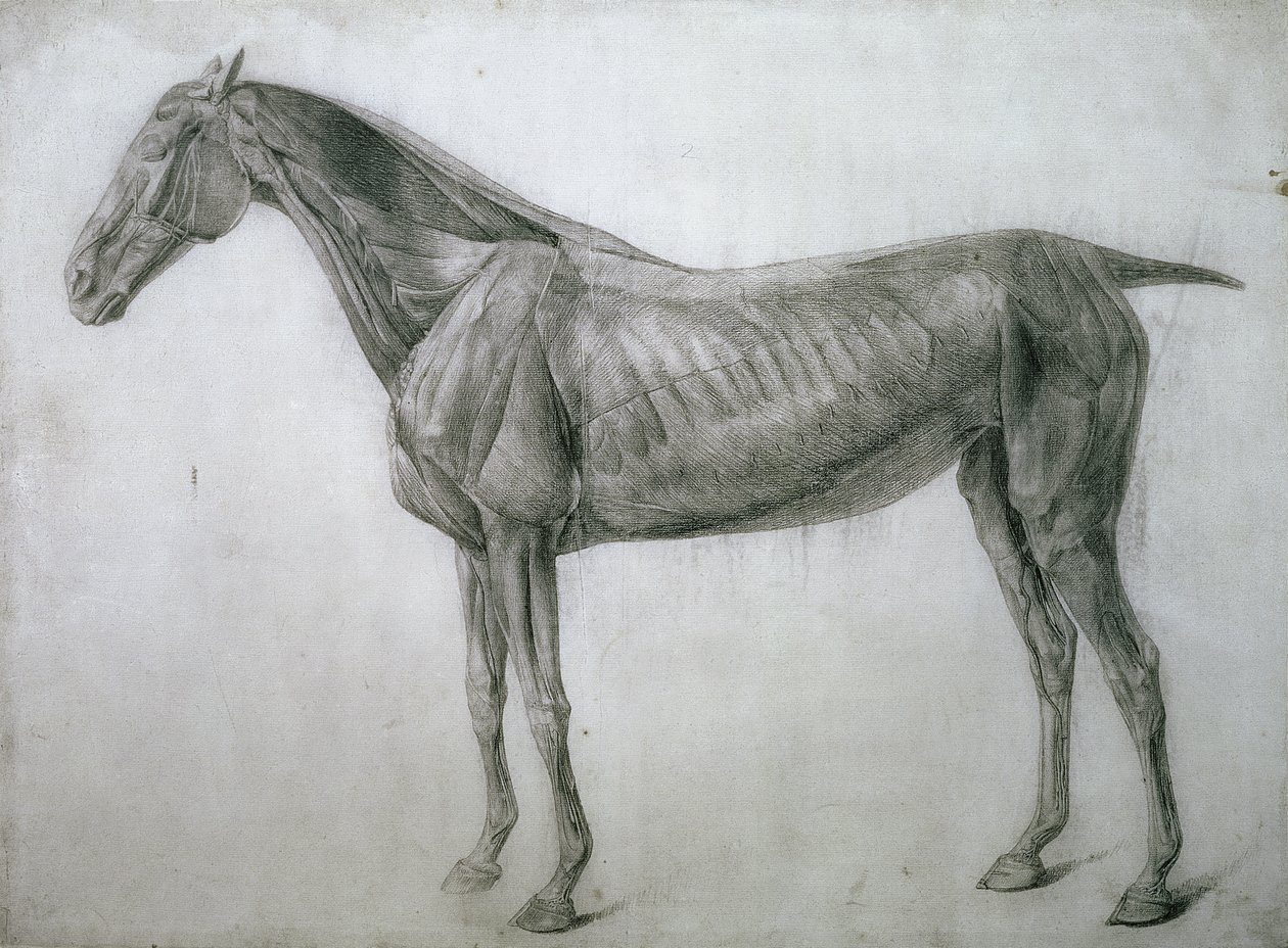 Az izmok tanulmányozása: Ecorche rajz az oldalról nézve, a 13. anatómiai táblázatból, a ló anatómiájából, 1766 alkotó: George Stubbs