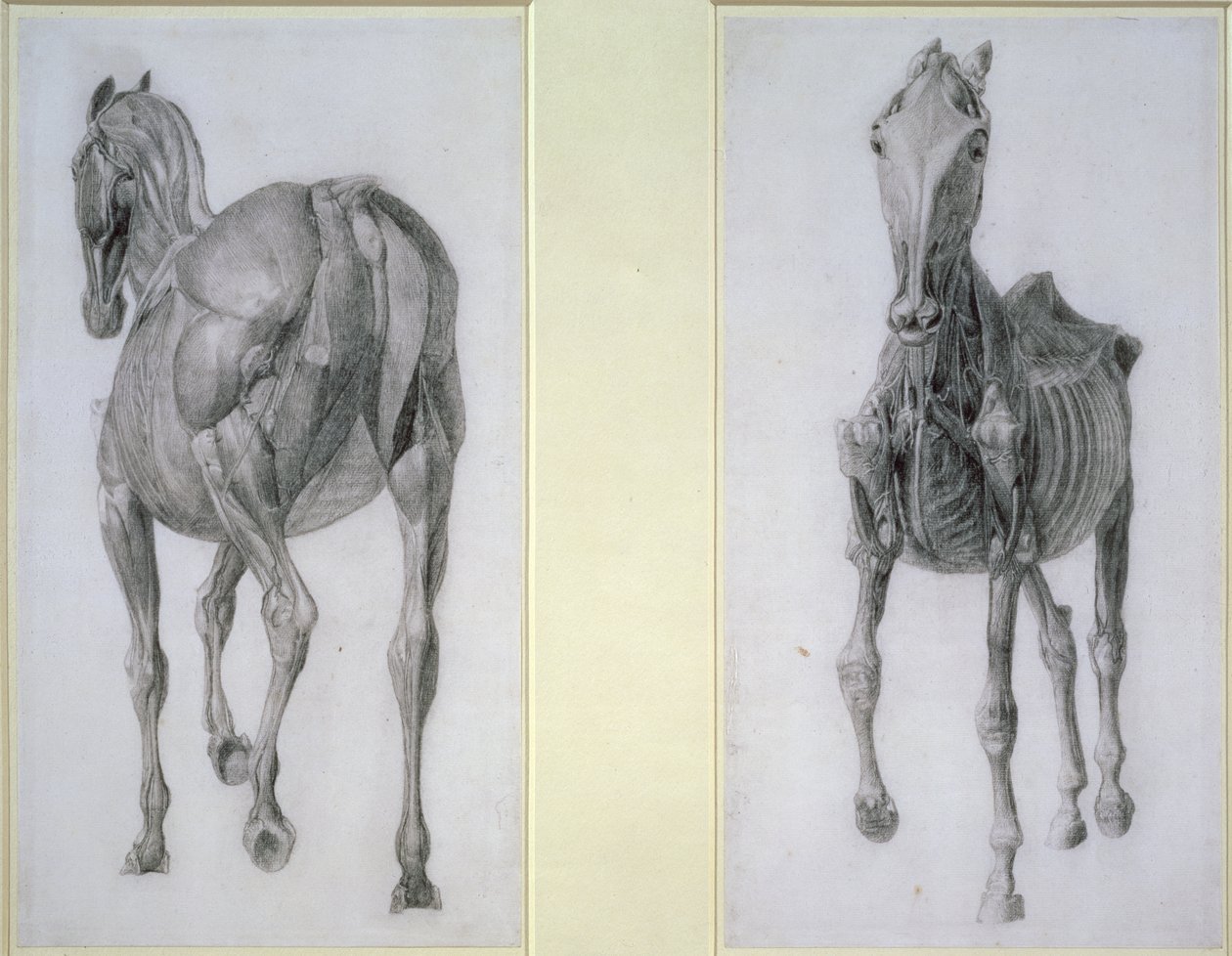 Az izmok tanulmányozása: elölről és hátulról, a 13. anatómiai táblázatból, a ló anatómiájából, 1766 alkotó: George Stubbs