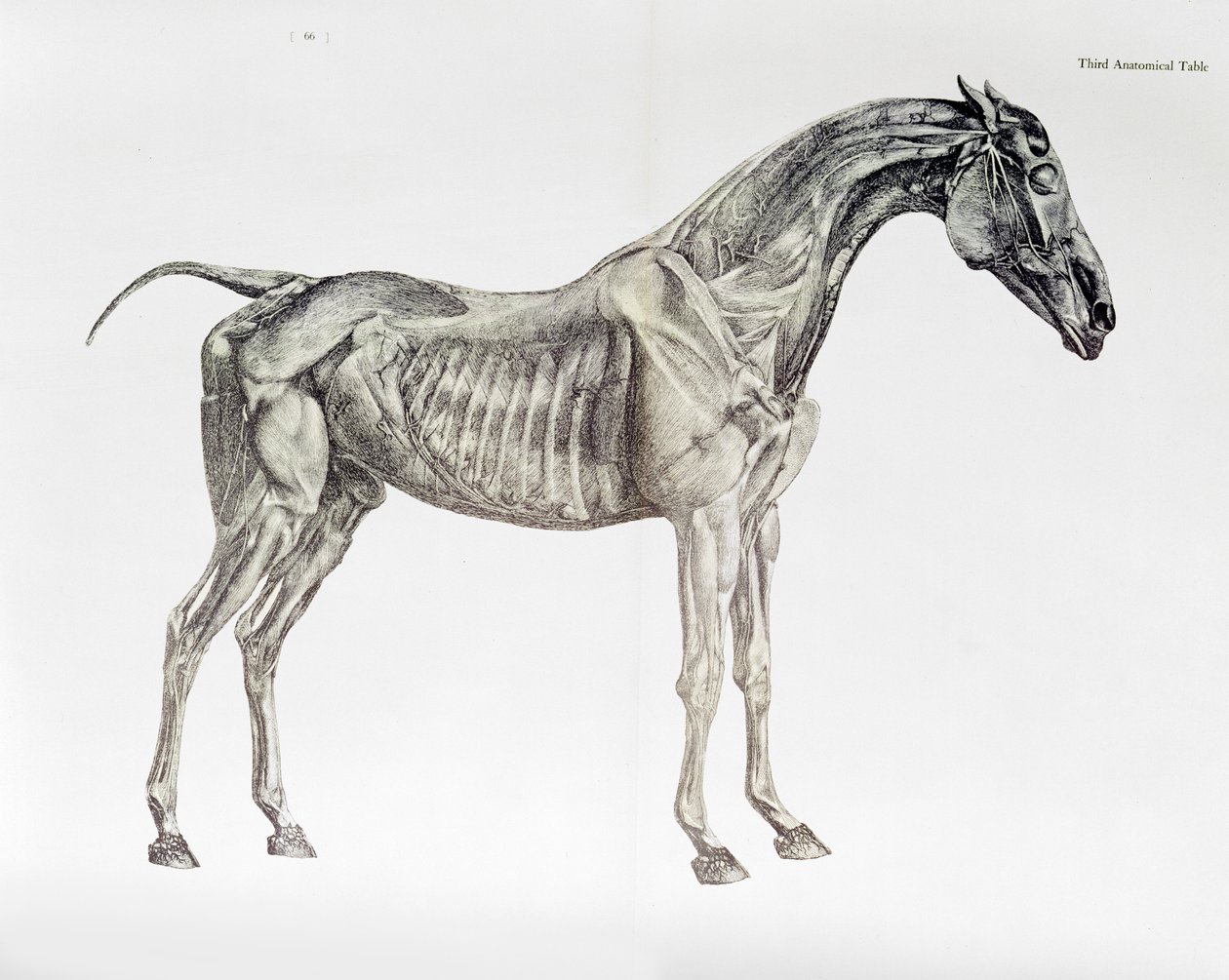 Harmadik anatómiai táblázat a ló anatómiájából alkotó: George Stubbs