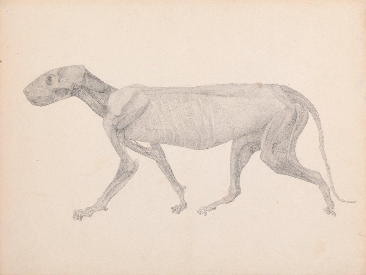 Tigris test, oldalsó nézet (Kész rajz a kiadatlan táblázathoz; a harmadik szakaszt mutatja a bontásban) alkotó: George Stubbs