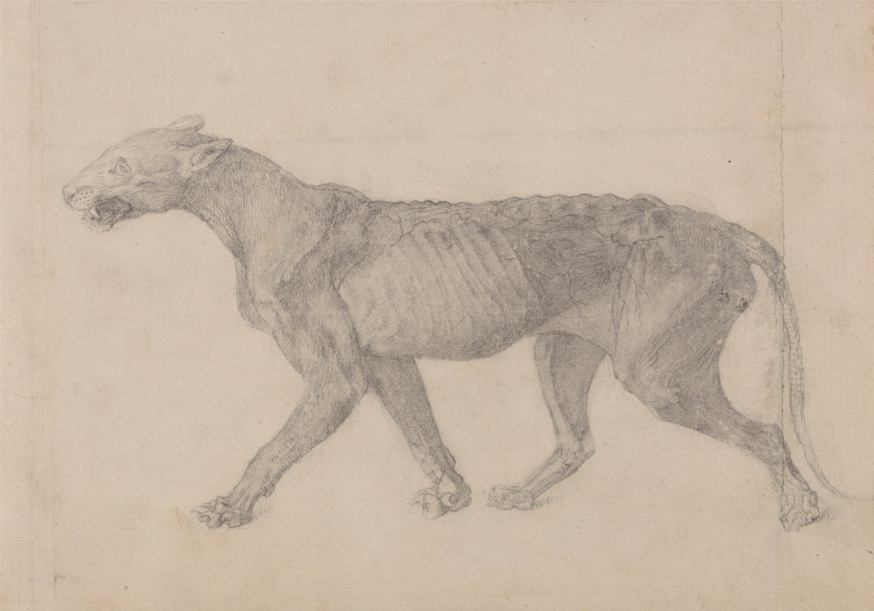 Tigris test, oldalnézet (az első kilenc rajzból egy másik tigrismintáról) alkotó: George Stubbs