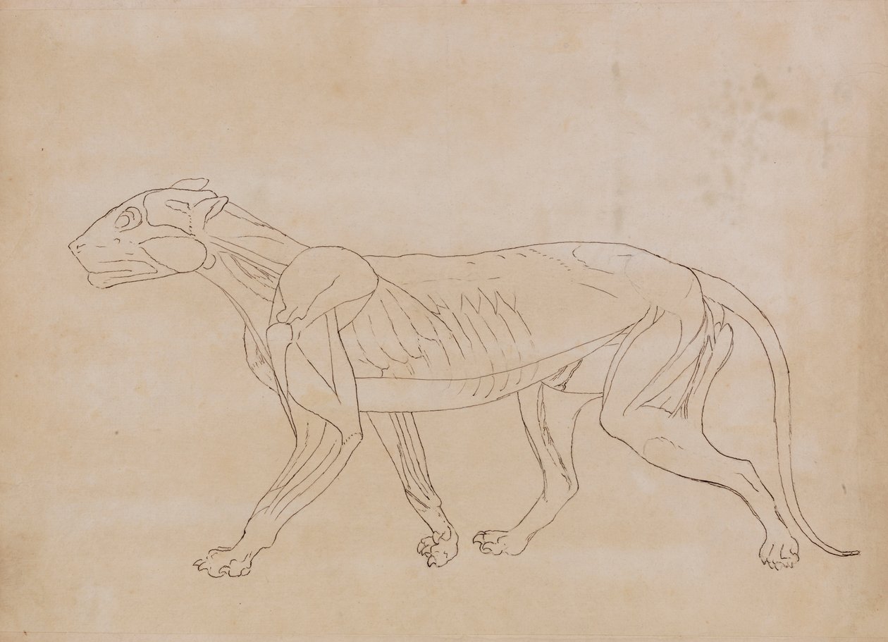 Tigris test, oldalnézet (egy kulcsfigura körvonalrajza) alkotó: George Stubbs