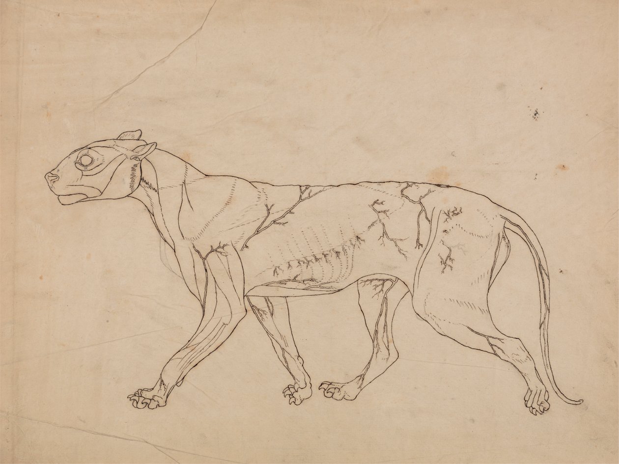 Tigris test, oldalnézet (a felszíni izmok és vérellátásuk vázlatos vizsgálata, valószínűleg kulcsfigurának készült) alkotó: George Stubbs