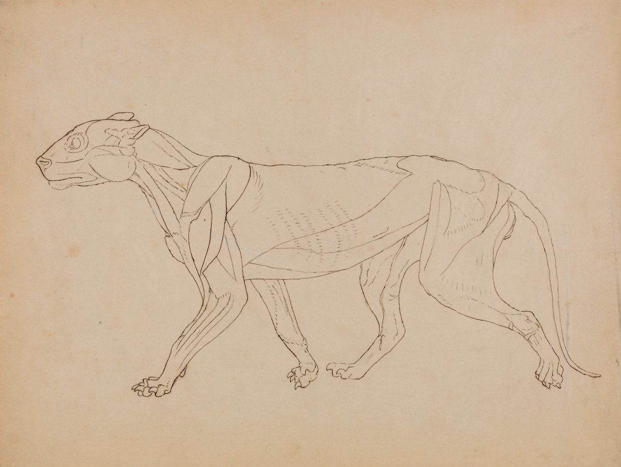 Tigris test, oldalnézet (valószínűleg egy kulcsfigura alapjául készült) alkotó: George Stubbs