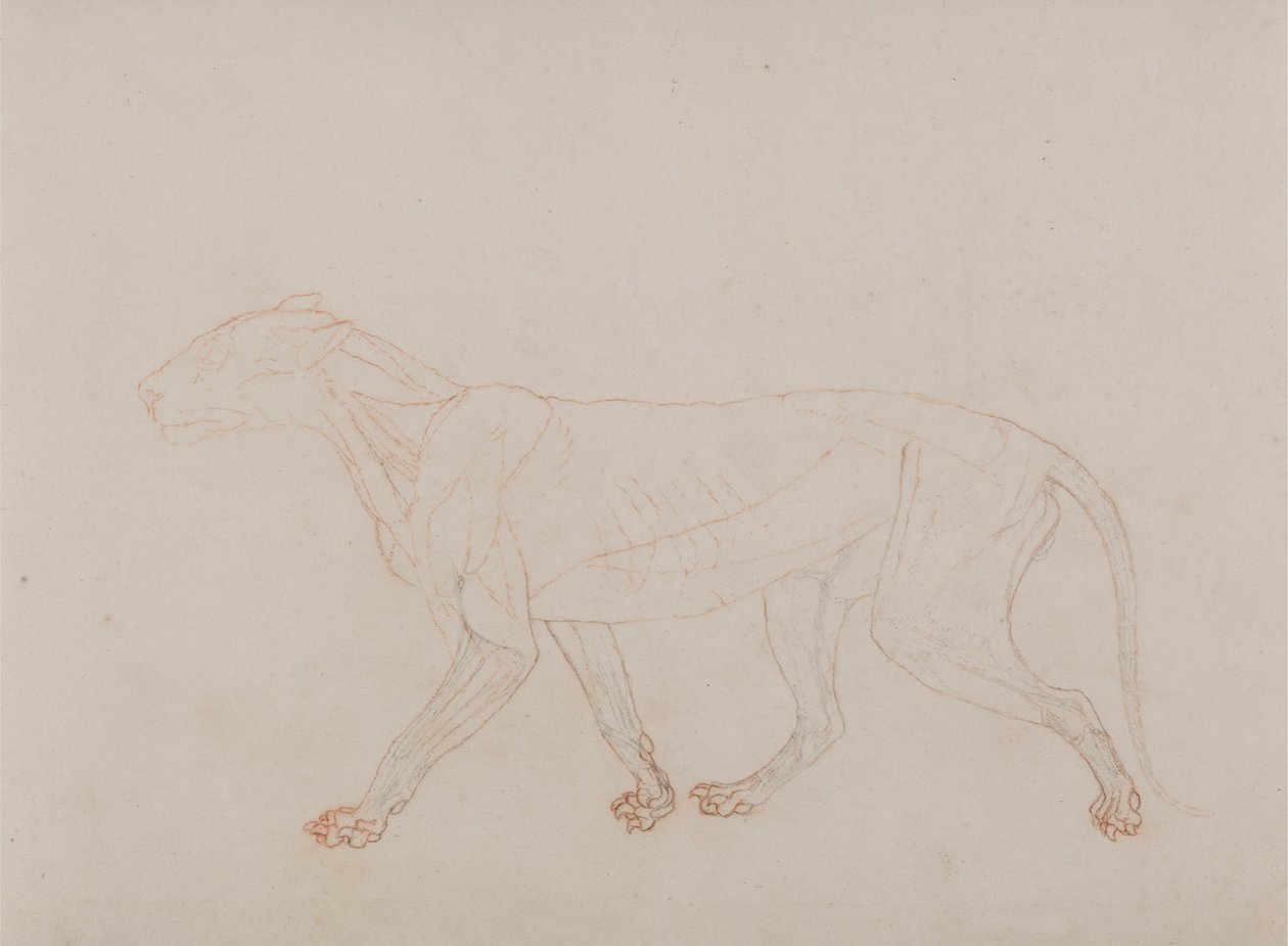 Tigris test, oldalnézet (a harmadik szakaszt mutatja a boncolásban) alkotó: George Stubbs
