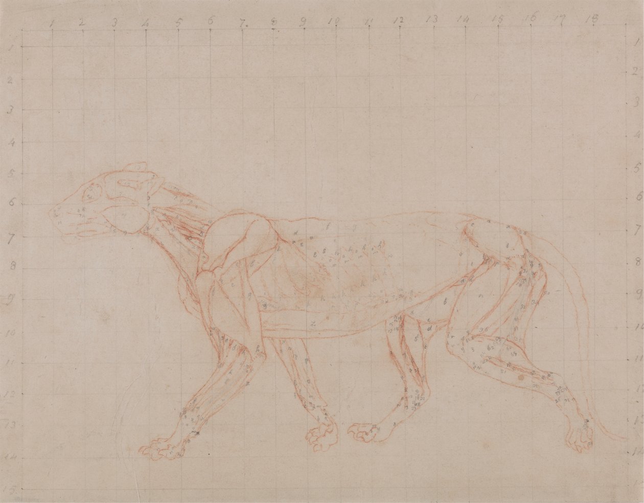 Tigris test, oldalnézet (a boncolás negyedik szakaszának vizsgálata, amely a mélyebb izmokat mutatja) alkotó: George Stubbs