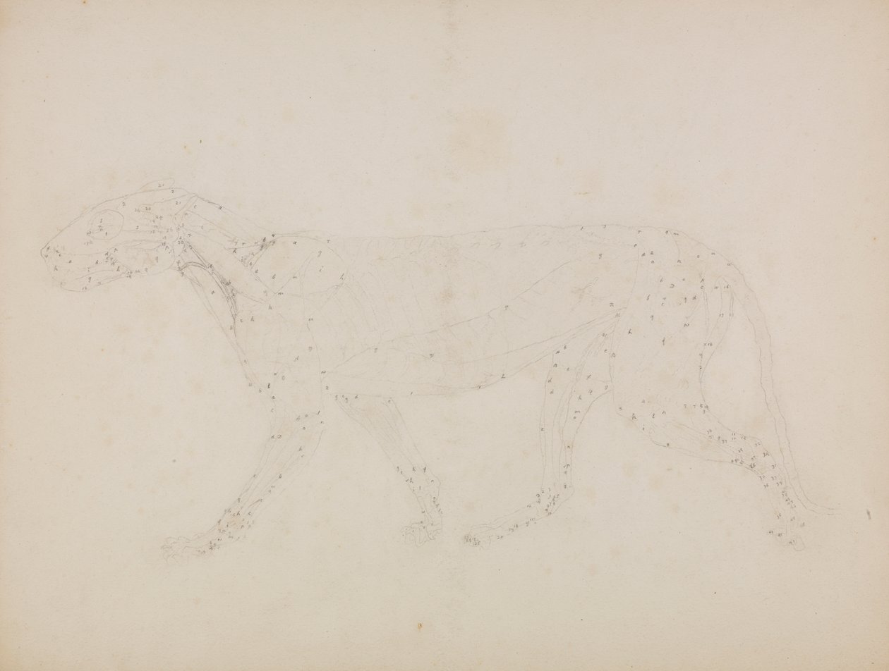 Tigristest, oldalnézet (Az izmok felső rétegeinek és vérellátásának vizsgálata a XIV. táblázat kulcsfigurájához készült) alkotó: George Stubbs