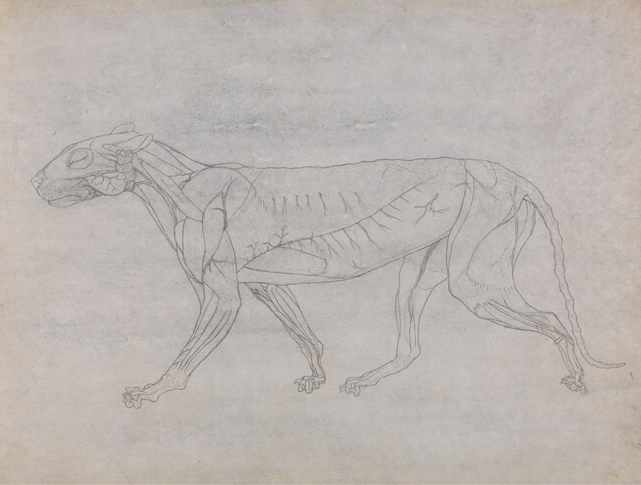 Tigris test, oldalnézet alkotó: George Stubbs