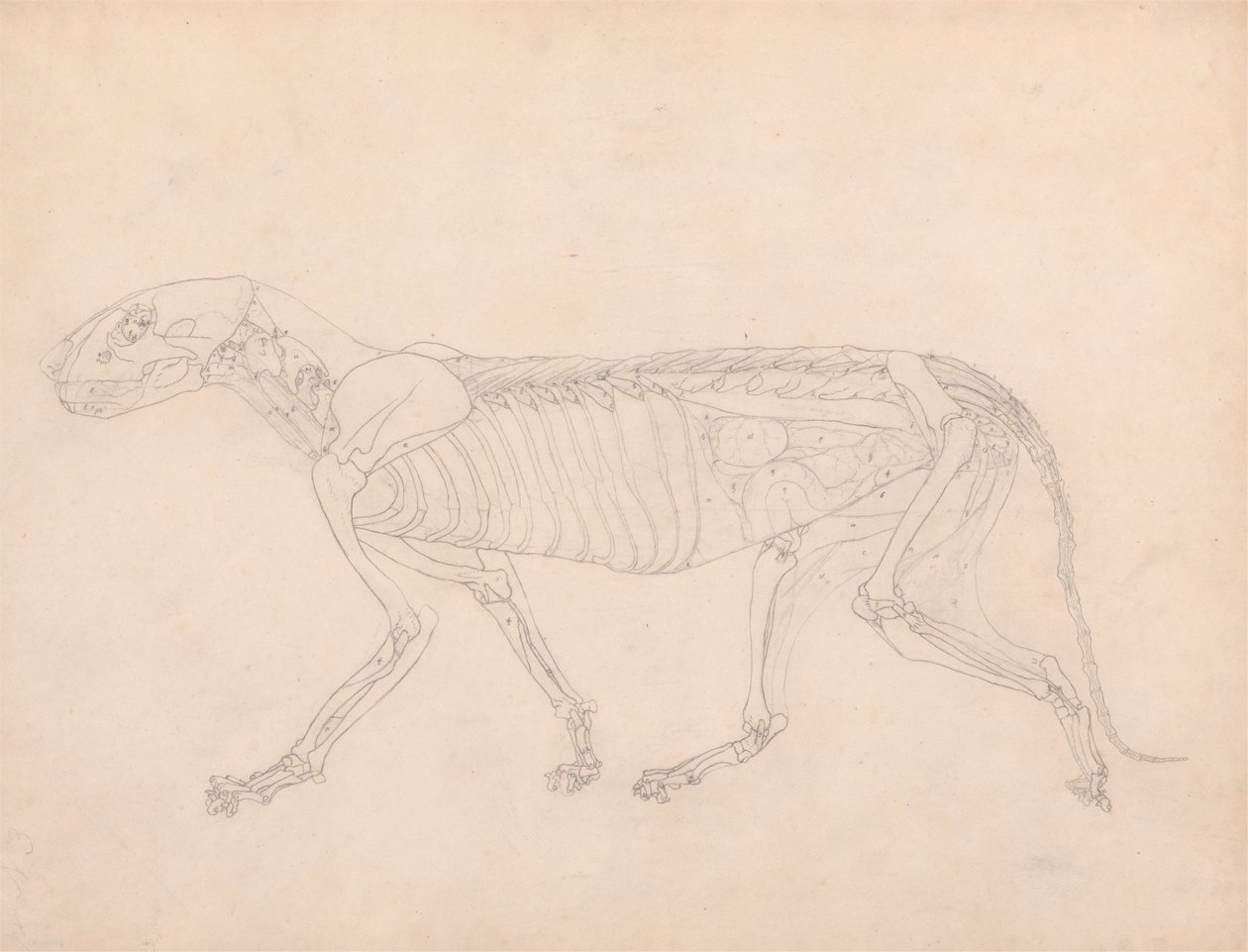 Tigris test, oldalnézet alkotó: George Stubbs