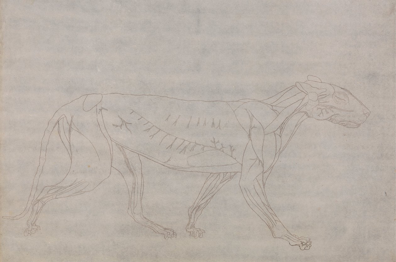 Tigris test, oldalnézet alkotó: George Stubbs