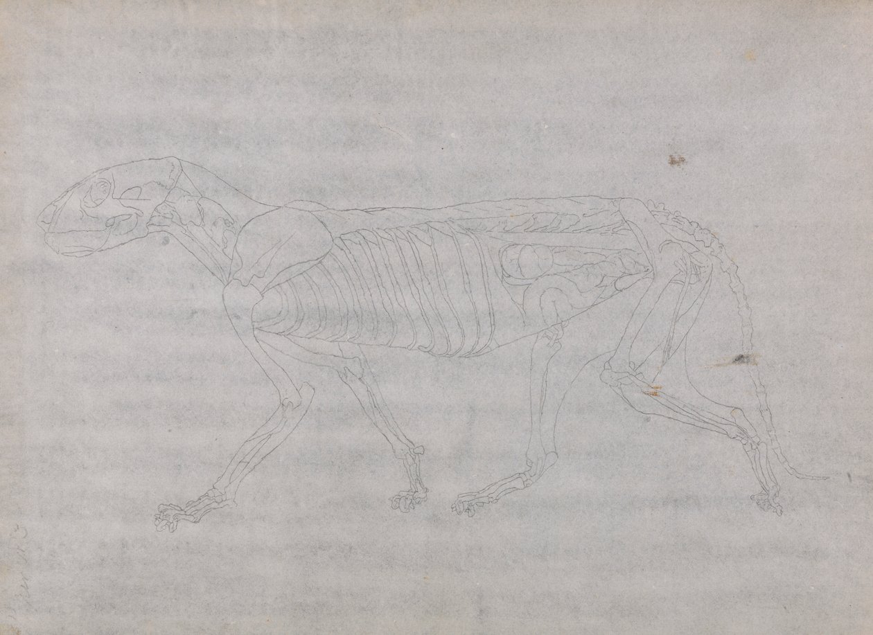 Tigris test, oldalnézet alkotó: George Stubbs
