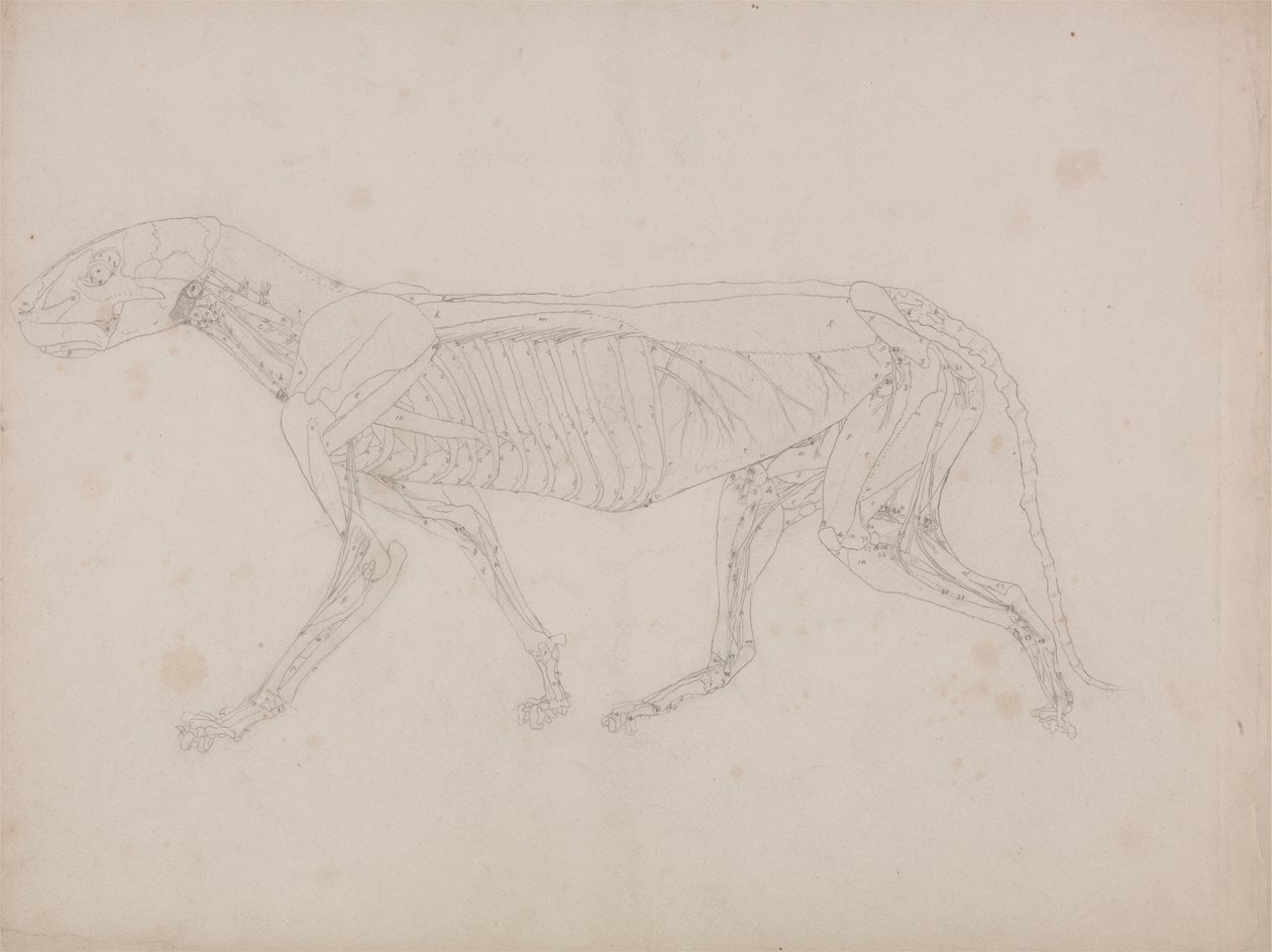 Tigris test, oldalnézet alkotó: George Stubbs