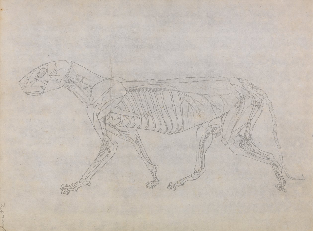 Tigris test, oldalnézet alkotó: George Stubbs