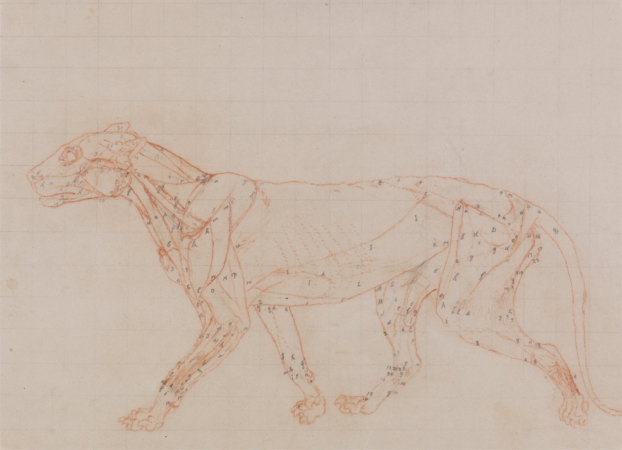 Tigris test, oldalnézet (a disszekció harmadik szakaszában feltárt izmok vizsgálata) alkotó: George Stubbs