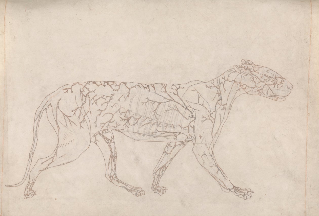 Tigris, oldalnézet (a felszíni vérellátás vázlatos vizsgálata, előkészítve a IX. táblázat kulcsfigurájához) alkotó: George Stubbs