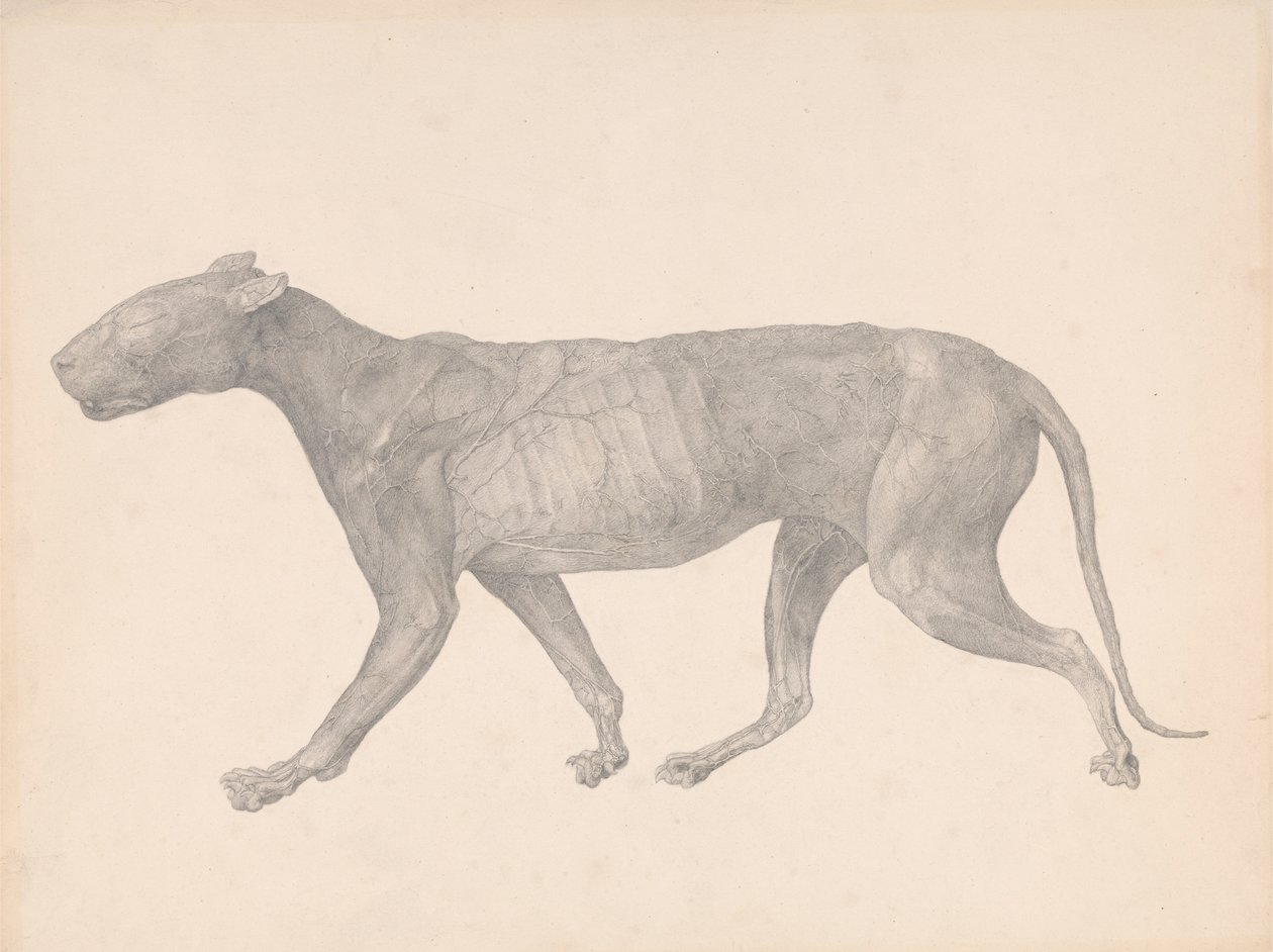 Tigris, oldalnézet, eltávolított bőrrel és szövettel (a IX. táblázatra vonatkozó vizsgálat befejezve) alkotó: George Stubbs