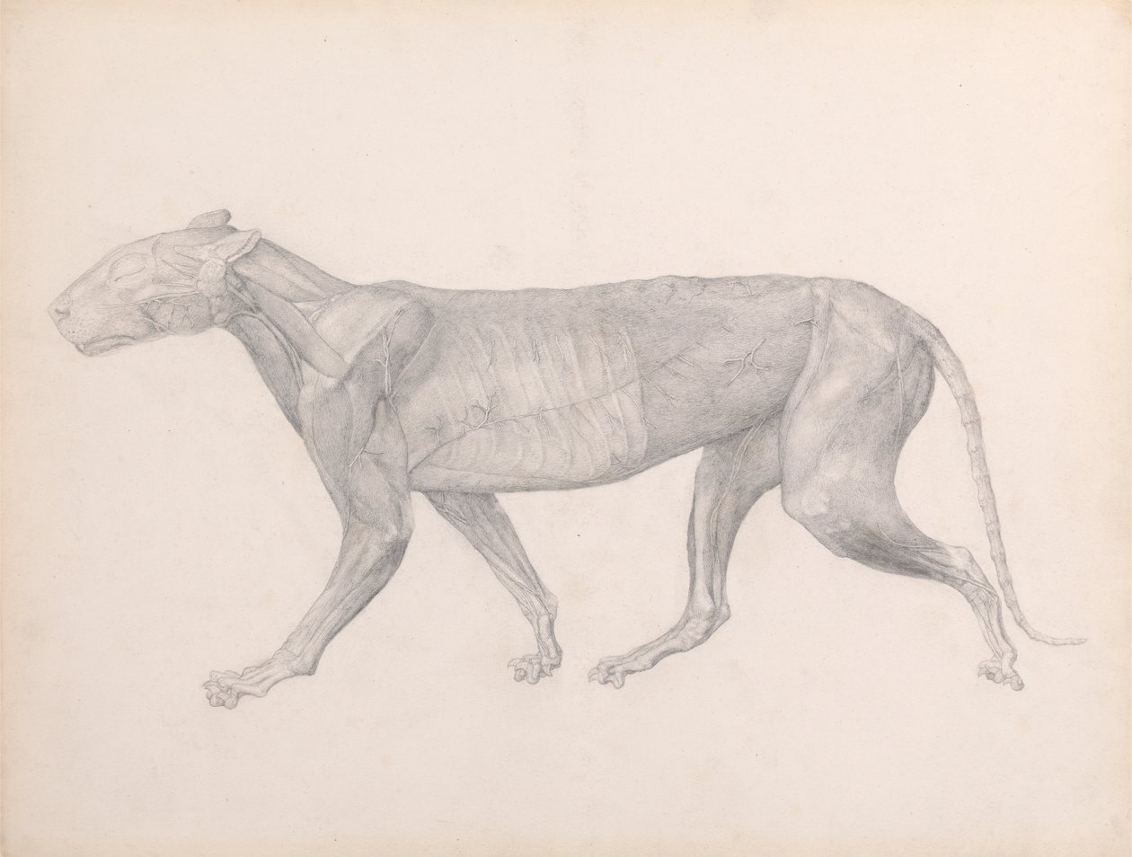 Tigris, oldalnézet, az izmok feletti kötőszövettel eltávolítva (Befejezett vizsgálat a XIV. táblázathoz) alkotó: George Stubbs