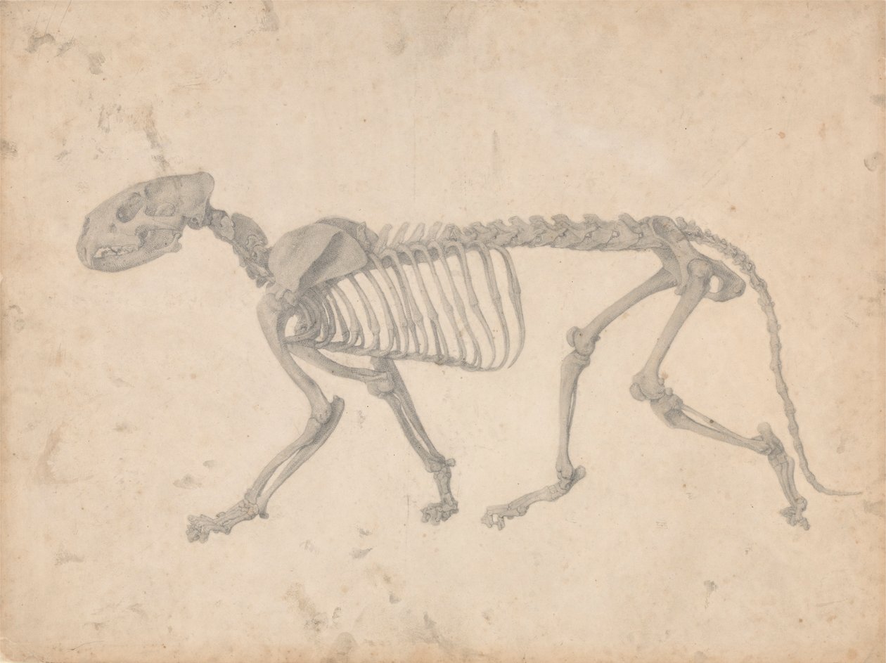 Tigriscsontváz, oldalnézet (Befejezett vizsgálat a IV. táblázathoz) alkotó: George Stubbs