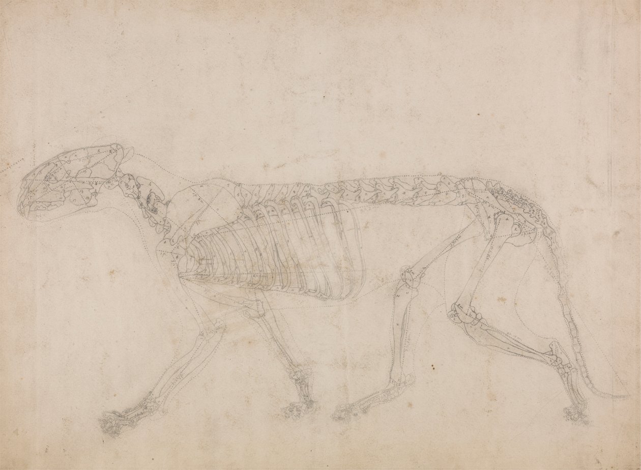 Tigris csontváz, oldalnézet (valószínűleg a csontváz mestertanulmánya) alkotó: George Stubbs