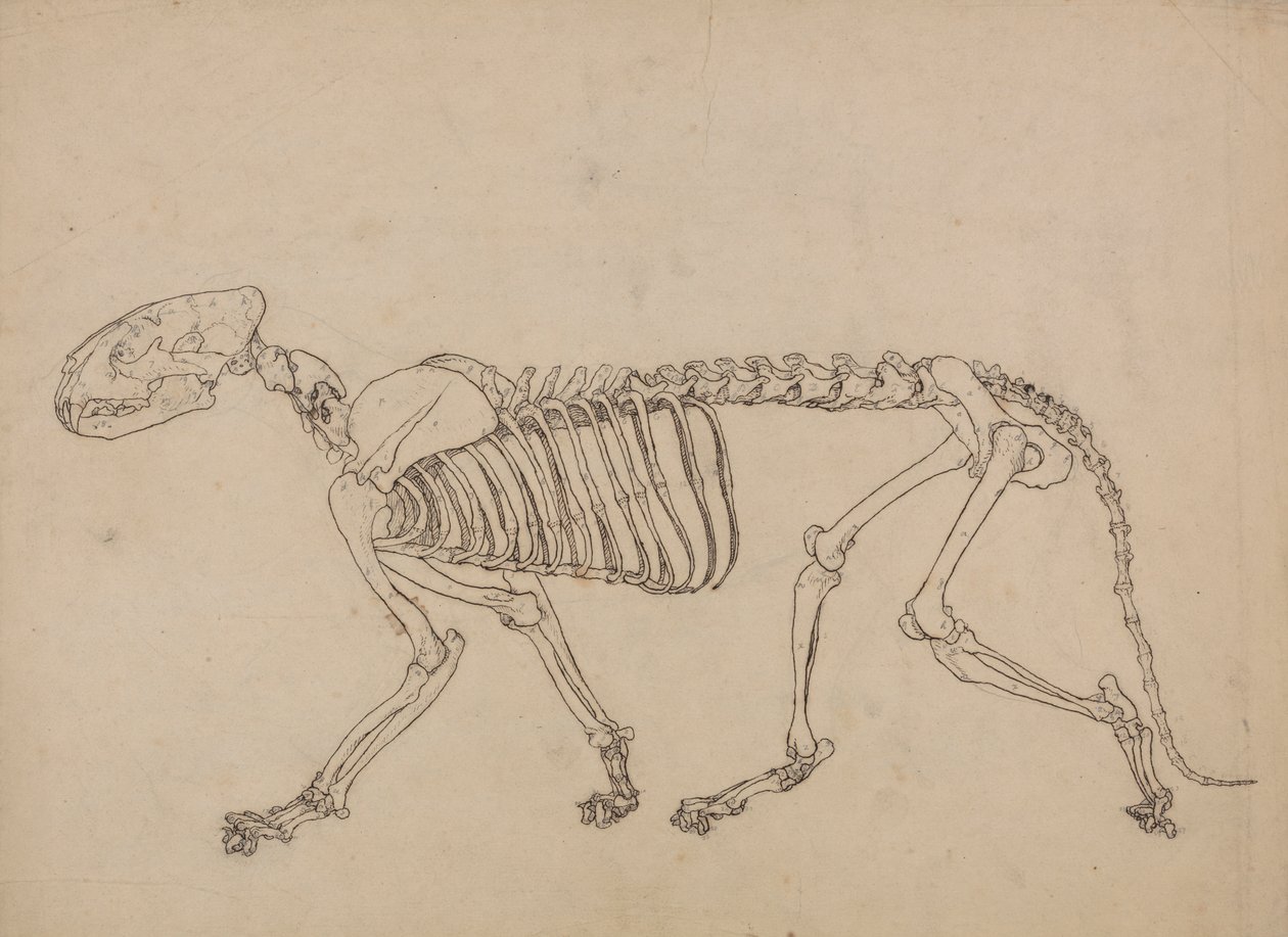 Tigriscsontváz, oldalnézet (A IV. táblázat kulcsfigurájának tanulmányozása) alkotó: George Stubbs