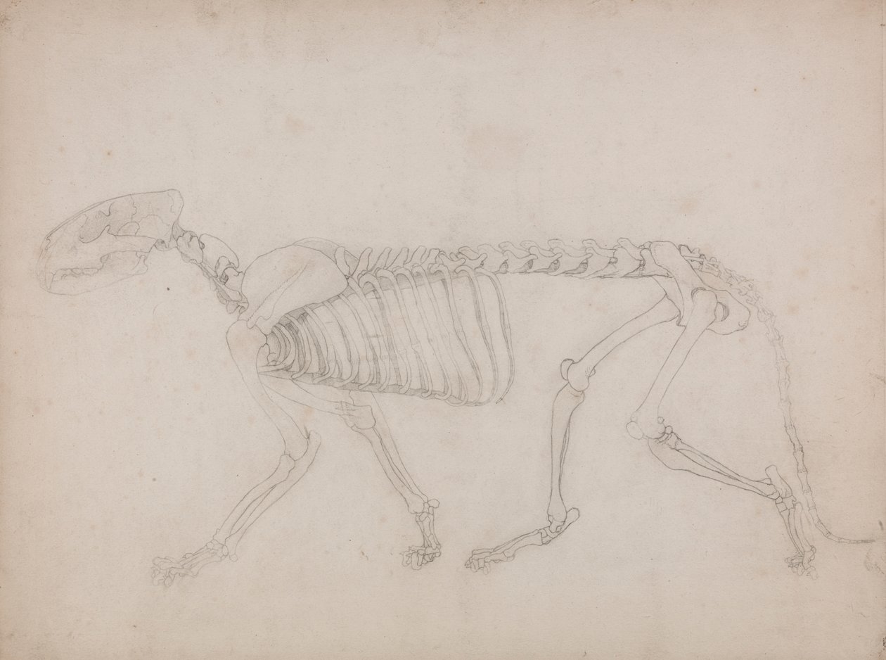 Tigris csontváz, oldalnézet alkotó: George Stubbs