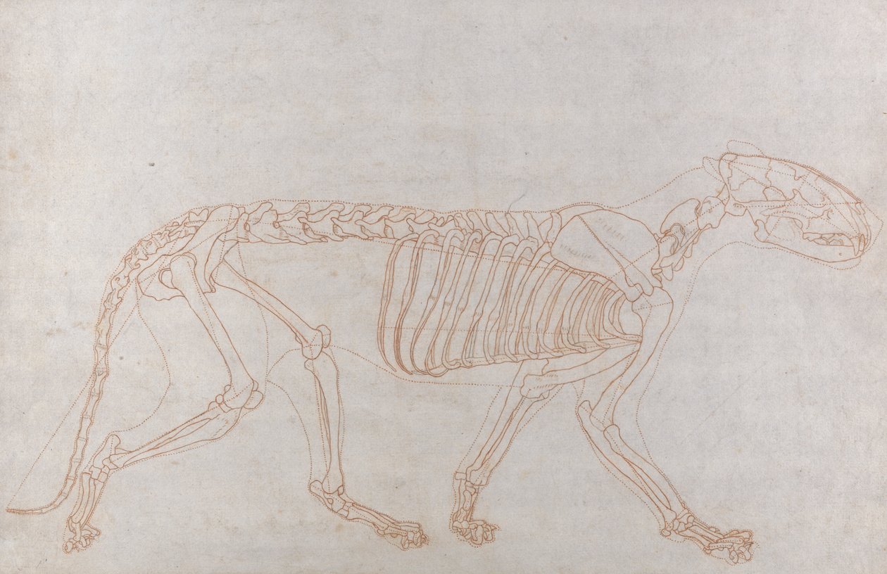 Tigris csontváz, oldalnézet alkotó: George Stubbs