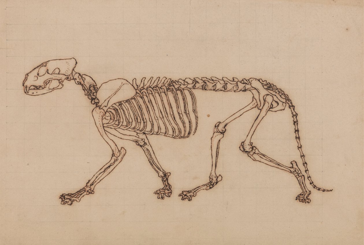 Tigris csontváz, oldalnézet alkotó: George Stubbs