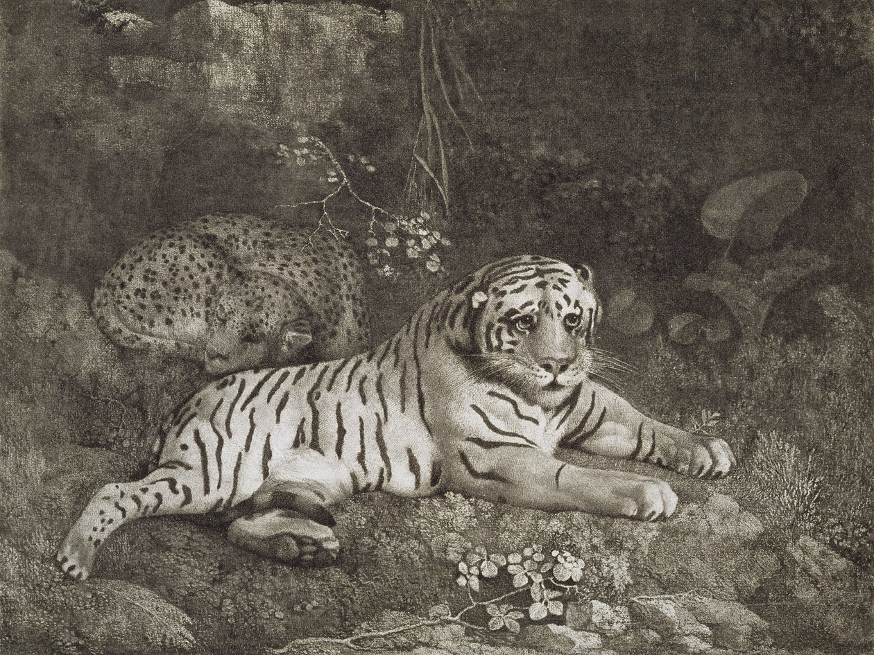 Két tigris, a művész által metszett, kocsma. 1788 (rézkarc) alkotó: George Stubbs