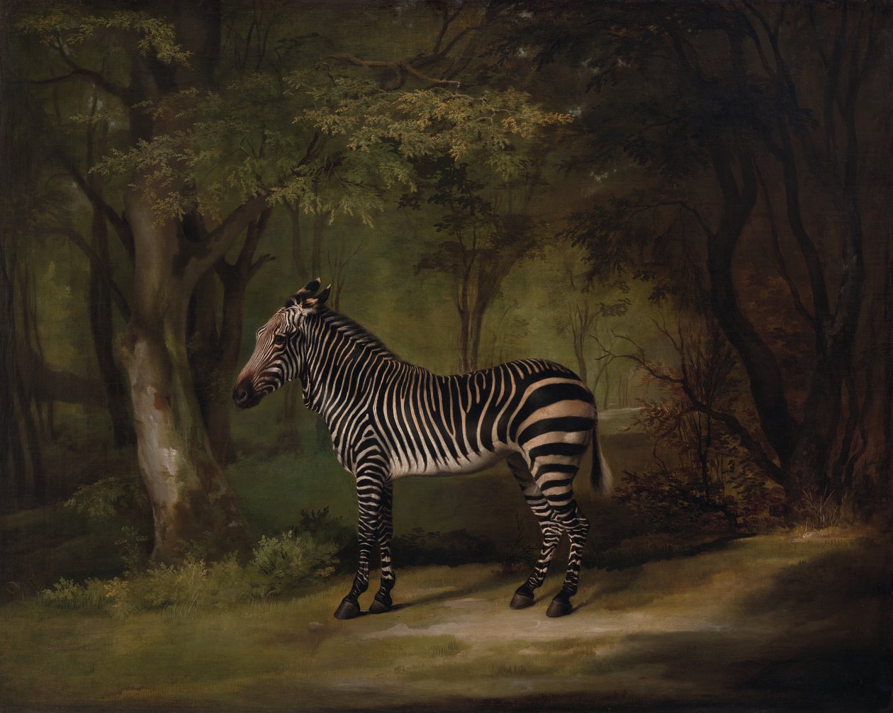 Zebra, kiállítva 1763. alkotó: George Stubbs