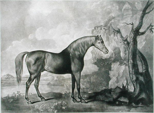 Barna lómaszk, George Stubbs nyomán, 1773 (mezzotint) alkotó: George Townley Stubbs
